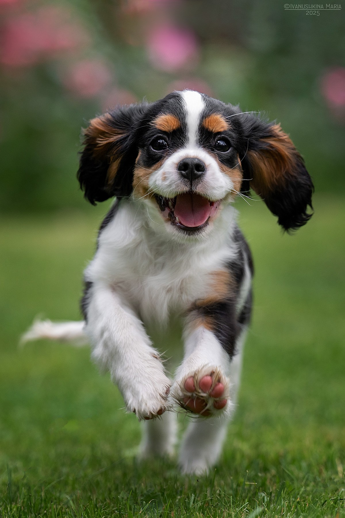 Фотосессия щенков на продажу. Фотограф собак в Москве и Московской области Иванушкина Мария