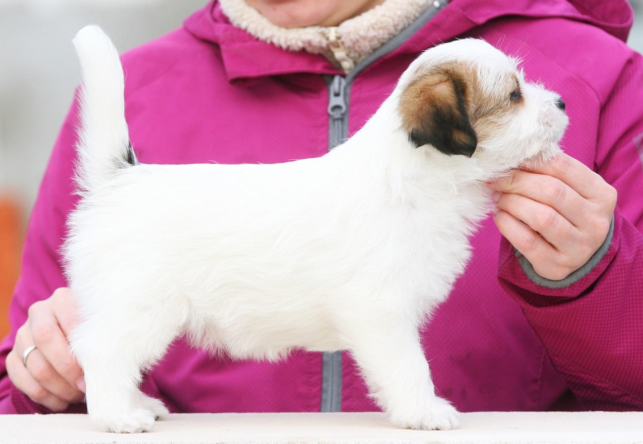 Сука 1. Lovely-Orange питомник джек рассел терьеров