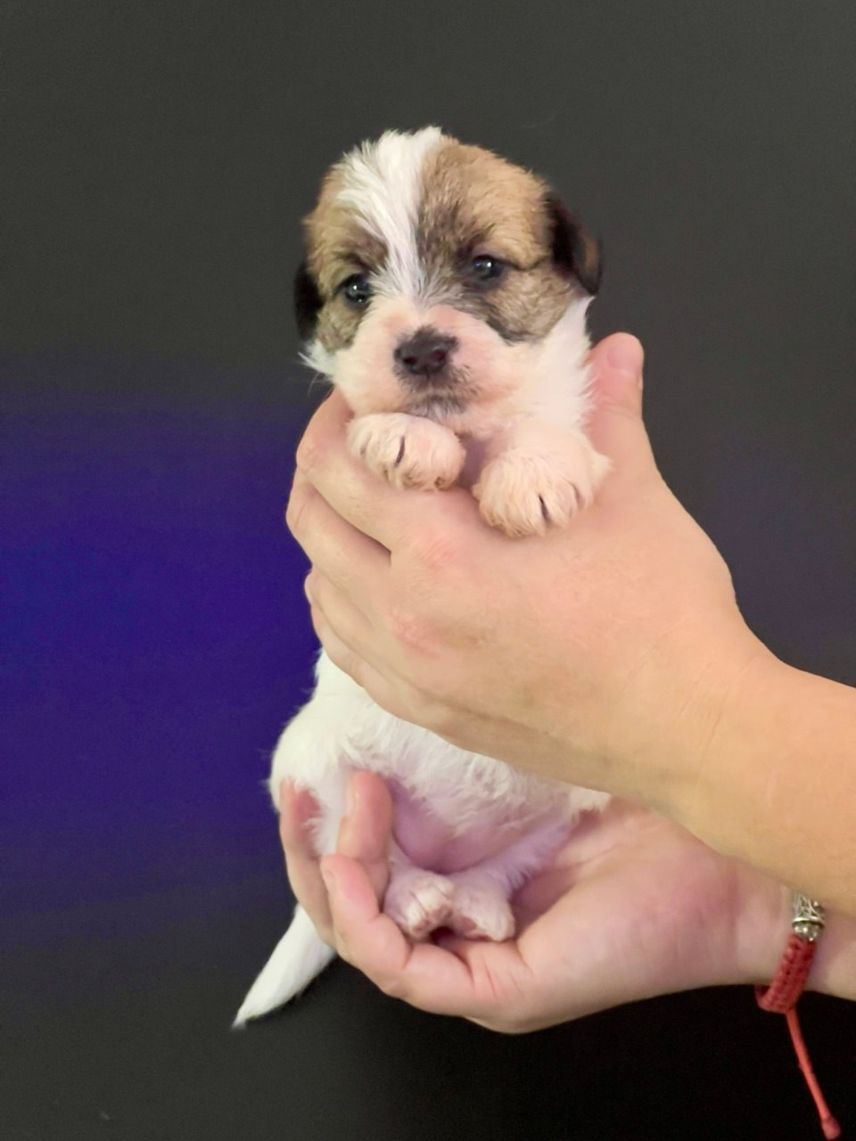 Сука 4. Lovely Orange kennel Jack Russell Terrier FCI/RKF