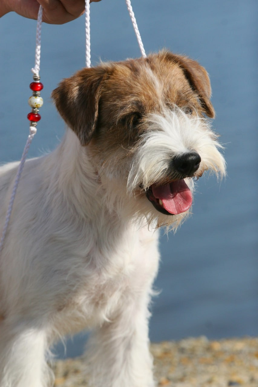 Lovely -Orange Team Spirit. Lovely-Orange питомник джек рассел терьеров