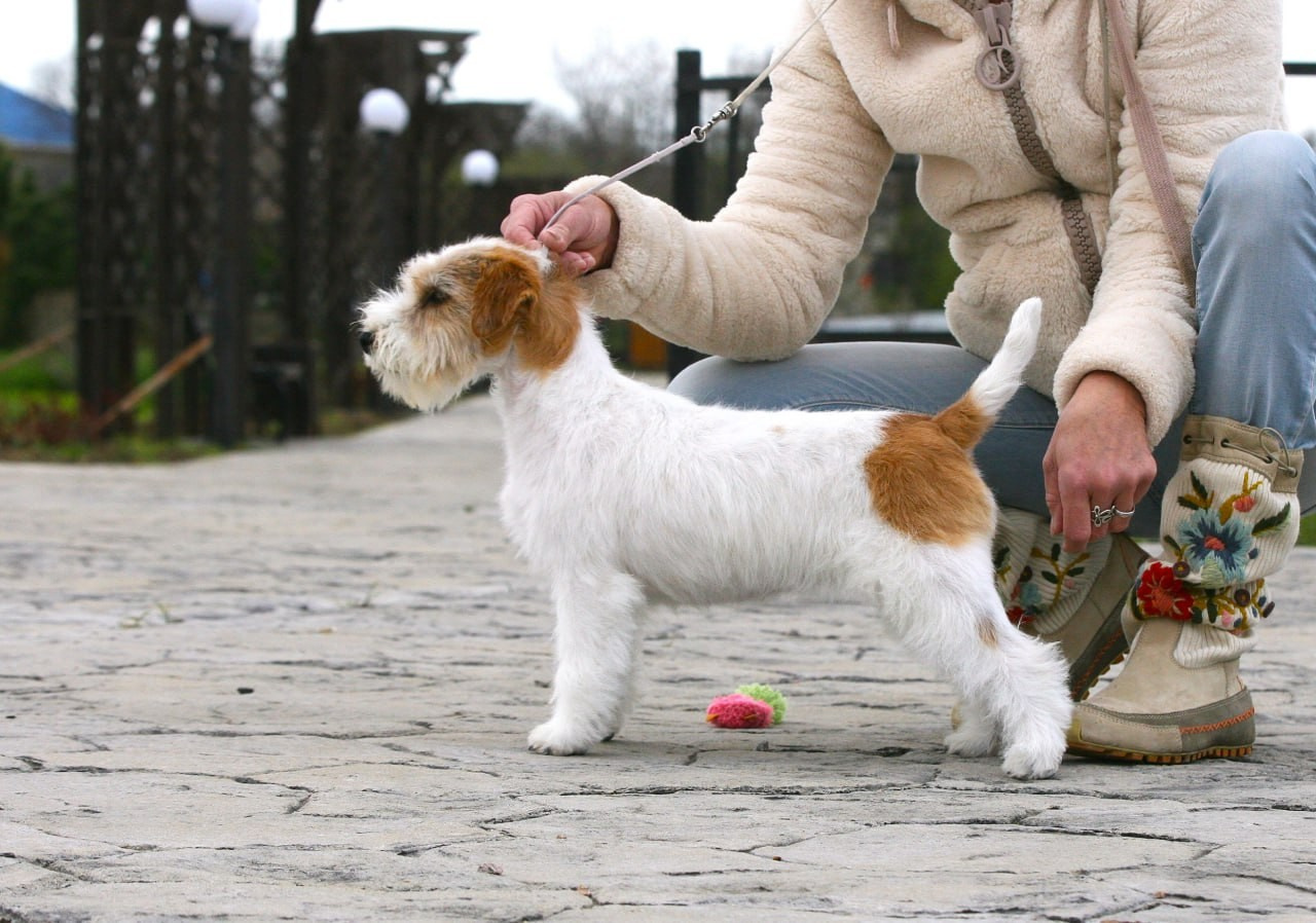 Lovely-Orange Colambina. Lovely-Orange питомник джек рассел терьеров