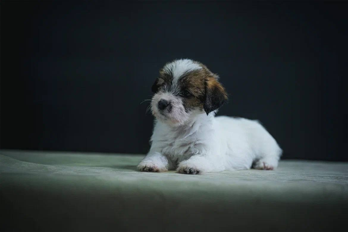 Сука 1. Lovely-Orange питомник джек рассел терьеров