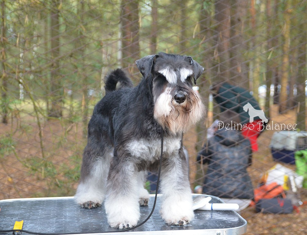 Сема/Delinso Balance Viserion. Питомник цвергшнауцеров в Беларуси «Делинсо Бэлэнс»