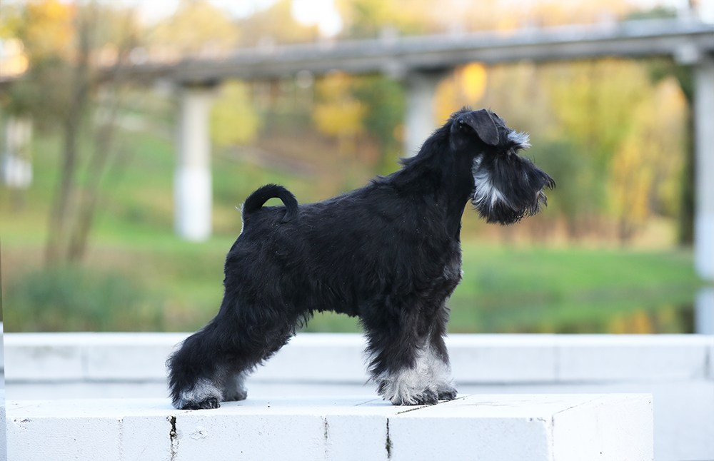 Litter «H» 02.07.2024. Питомник цвергшнауцеров в Беларуси «Делинсо Бэлэнс»