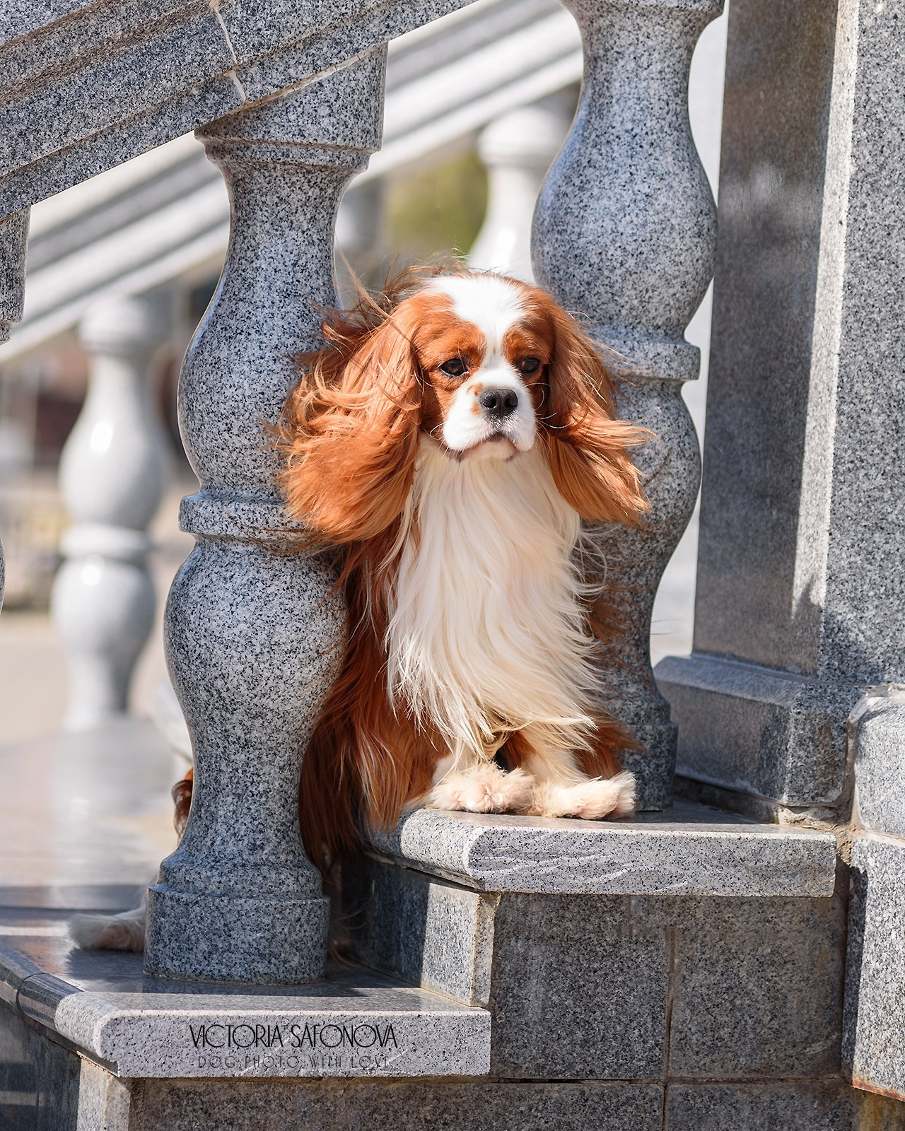 Стив 15.05.2023. Фотограф анималист Благовещенск. Сафонова Виктория
