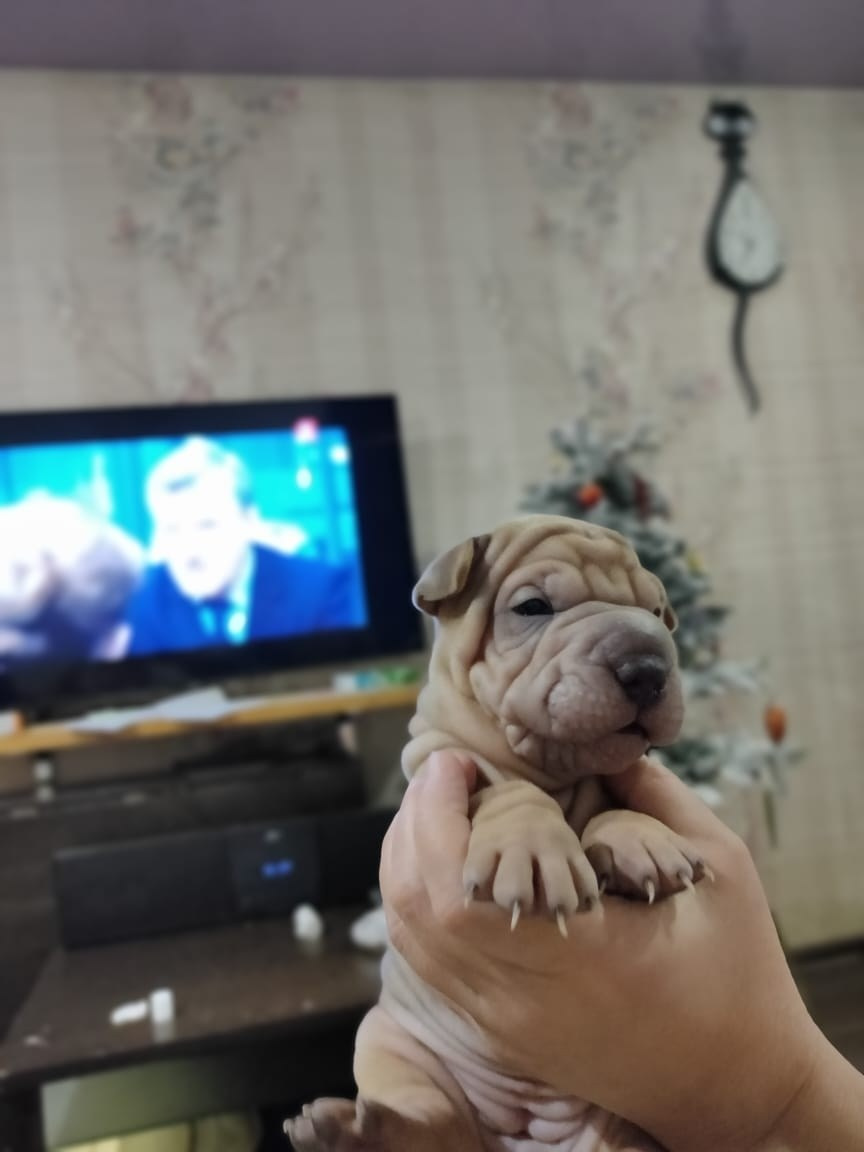 Купить Французского Бульдога Краснодар, Купить щенка Французского бульдога Краснодар, Питомник Французских Бульдогов Краснодар,  Питомник Французский Бульдог Краснодар, 