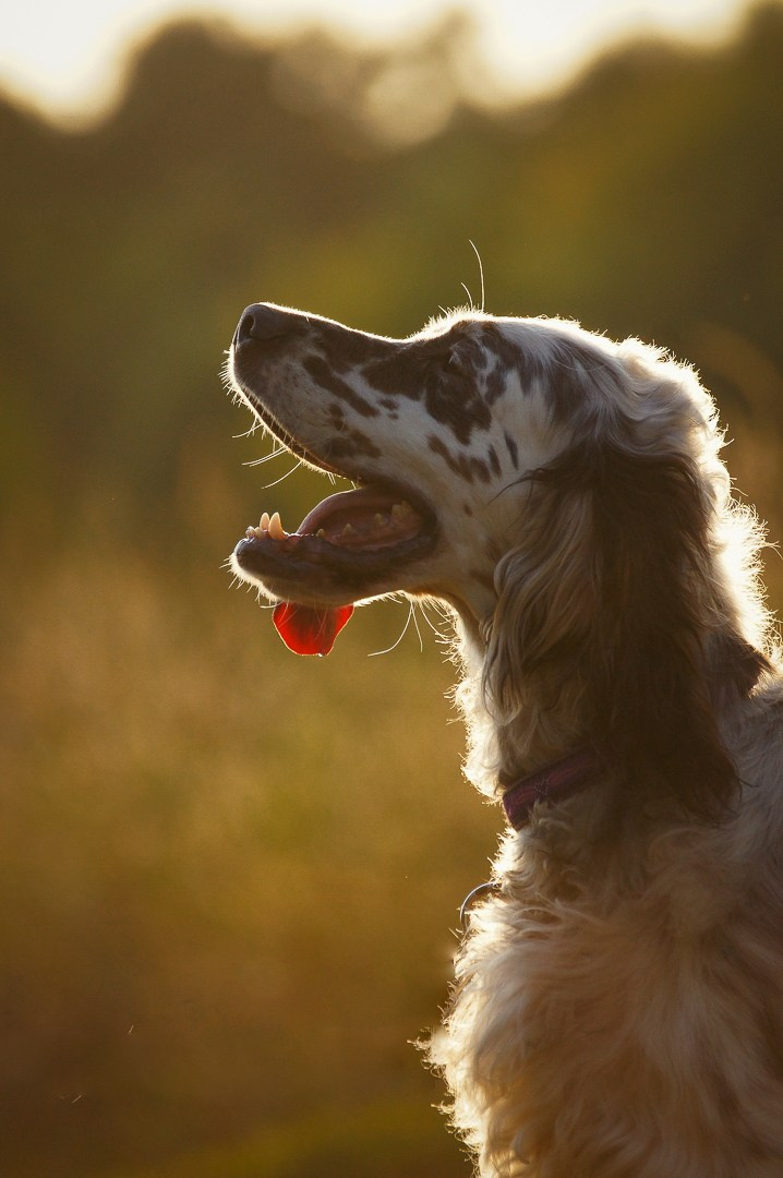 Собаки. Фотограф-анималист Нижний Новгород