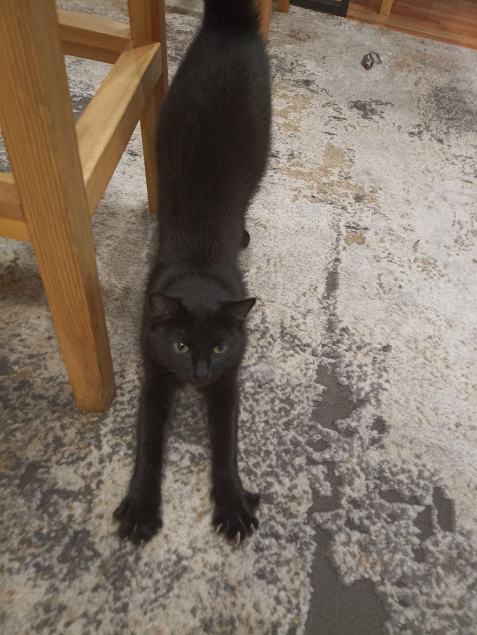 Амина или история, которая началась с одного пушистого друга. Гостиница для кошек Усики и хвостики, Красноярск