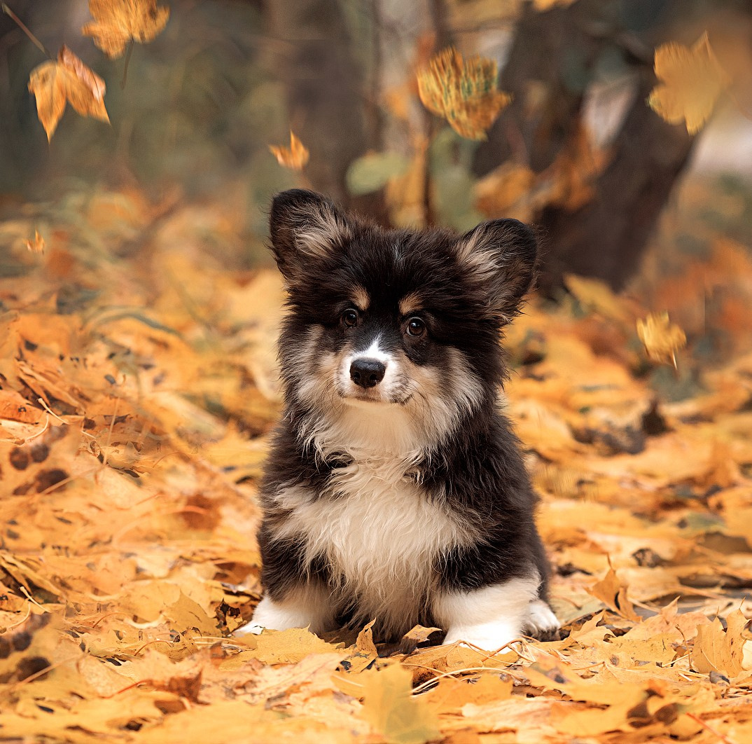 Портфолио: Фотосъёмка щенков в Москве и области — трогательные моменты. Фотограф-анималист и бренд-фотограф в Москве | Фотография собак, людей, бизнес-портрет