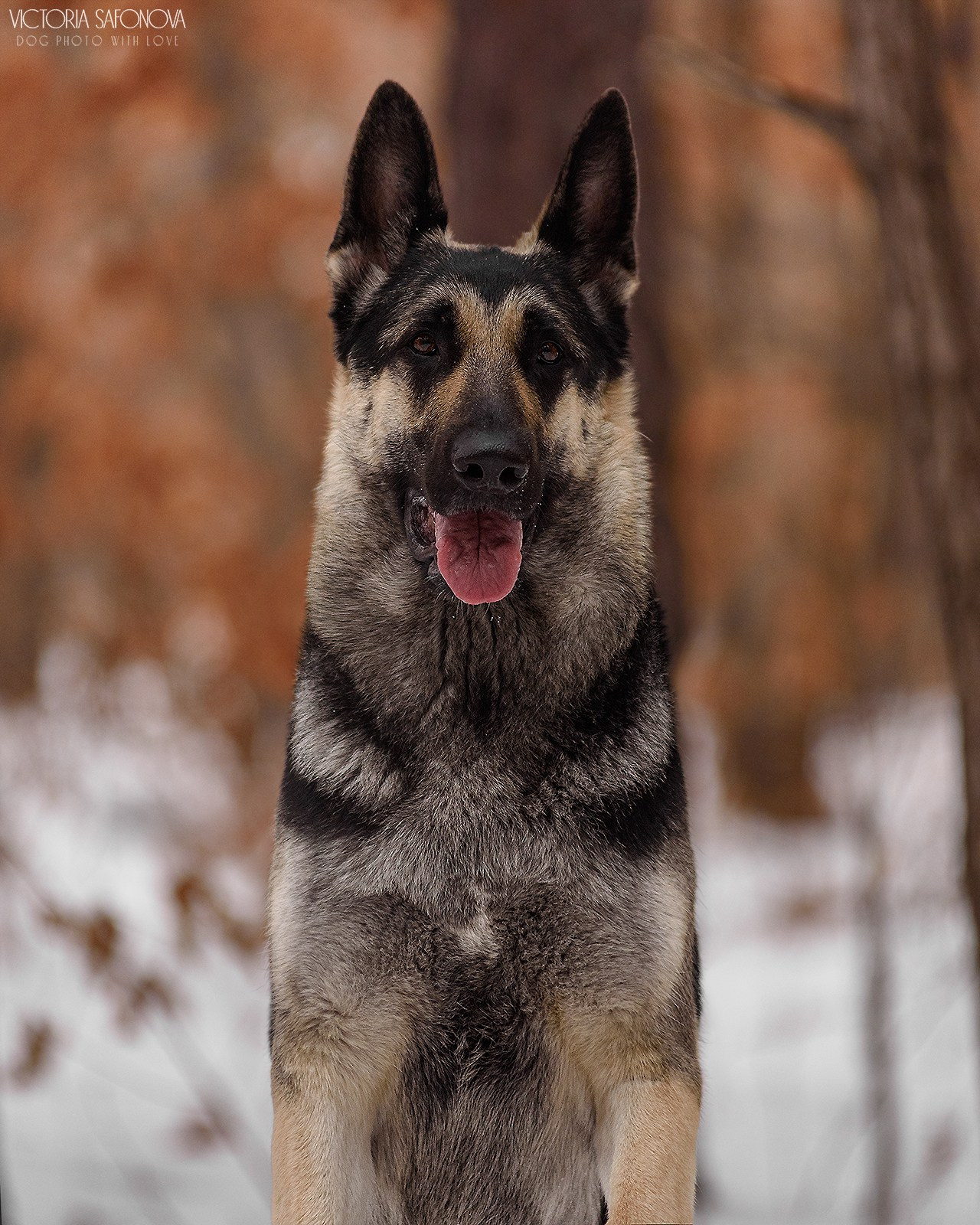 Одри 17.02.2024. Фотограф анималист Благовещенск. Сафонова Виктория