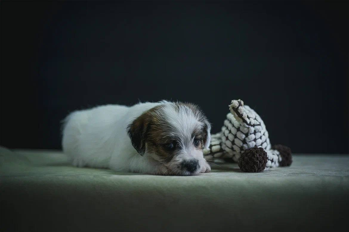 Сука 2. Lovely-Orange питомник джек рассел терьеров