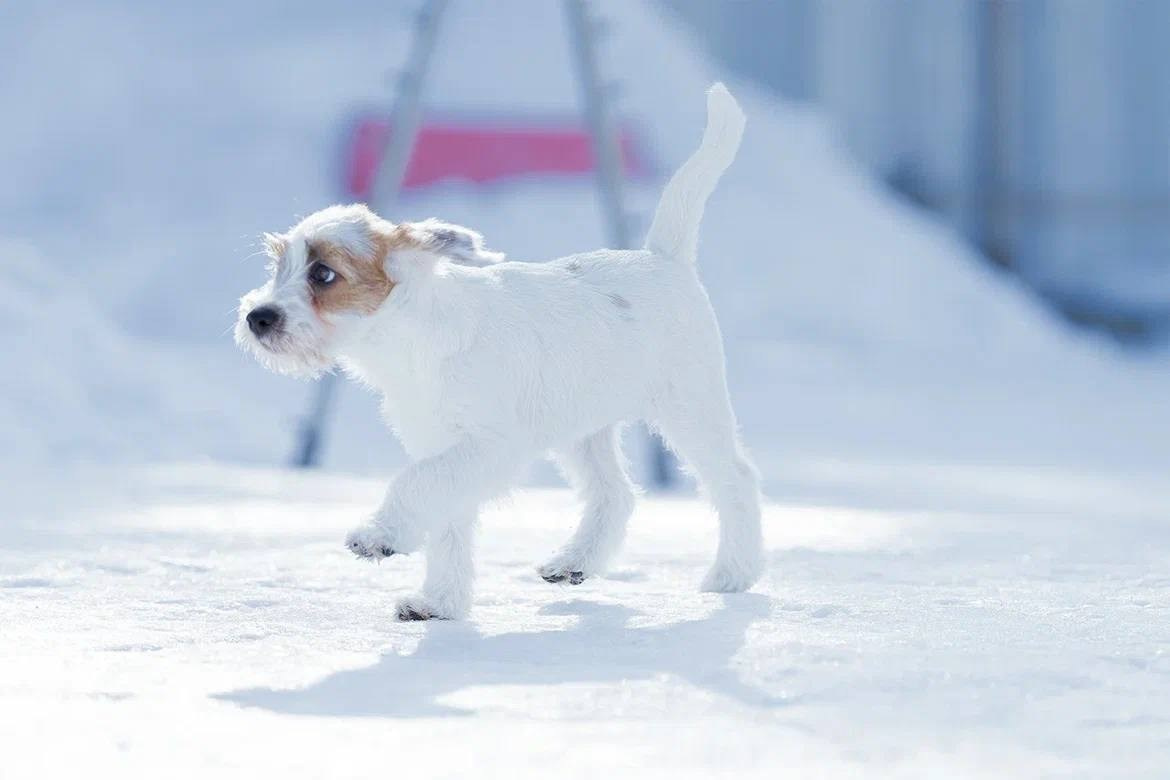 Сука 2. Lovely-Orange питомник джек рассел терьеров