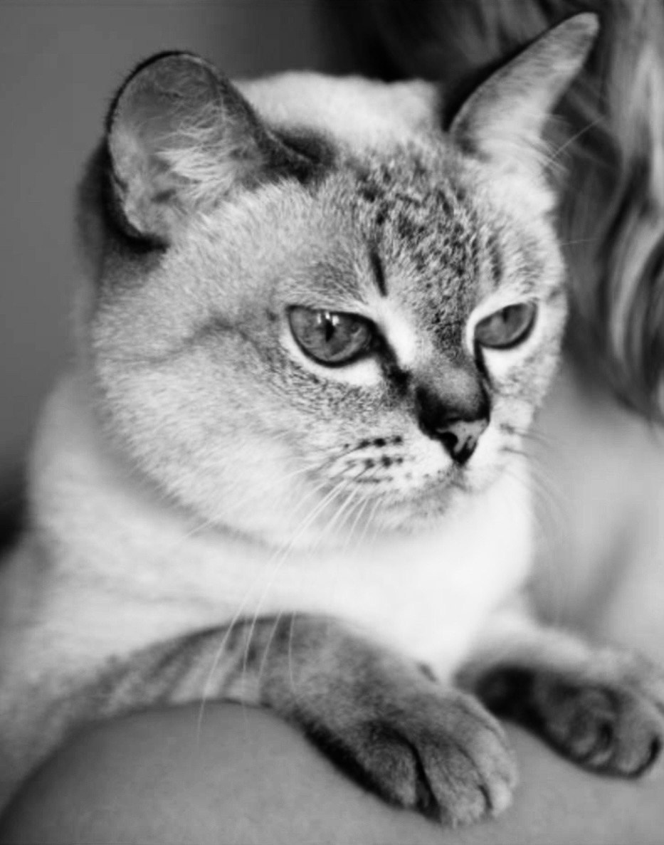 Коты и кошки. Фотографии домашних питомцев. Алекс Ком. Автомобильный фотограф и детский писатель из Москвы