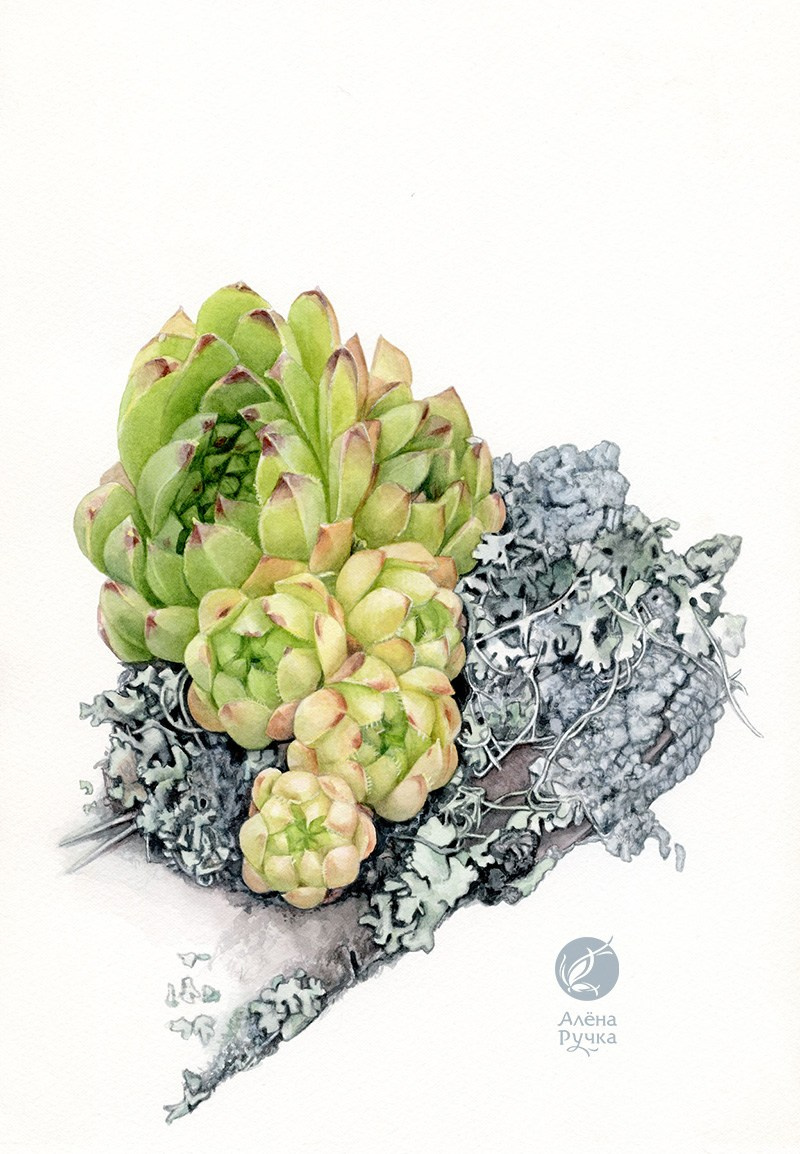 Молодило кавказское. 20х30 см, бумага, акварель. 