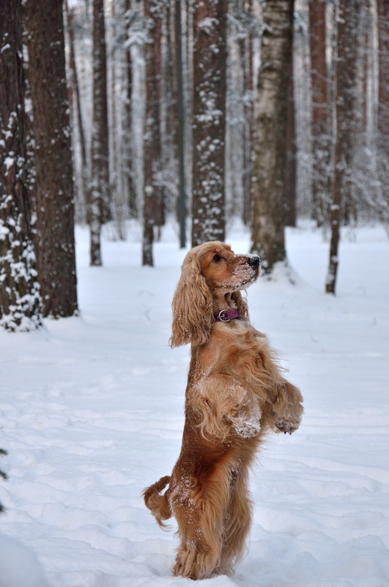 Луна и Пекка. Добро пожаловать на мой сайт, меня зовут Наталия, я фотограф