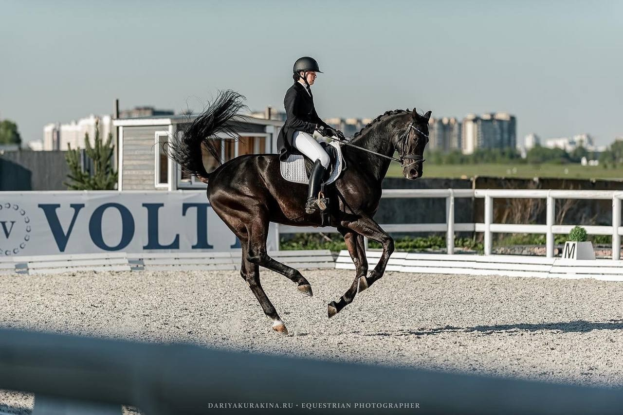 ППЮ ВСЕРОССИЙСКИХ СОРЕВНОВАНИЙ ПО ВЫЕЗДКЕ «LA TULIPS». Конный фотограф Куракина Дарья • Фотосессии с лошадьми