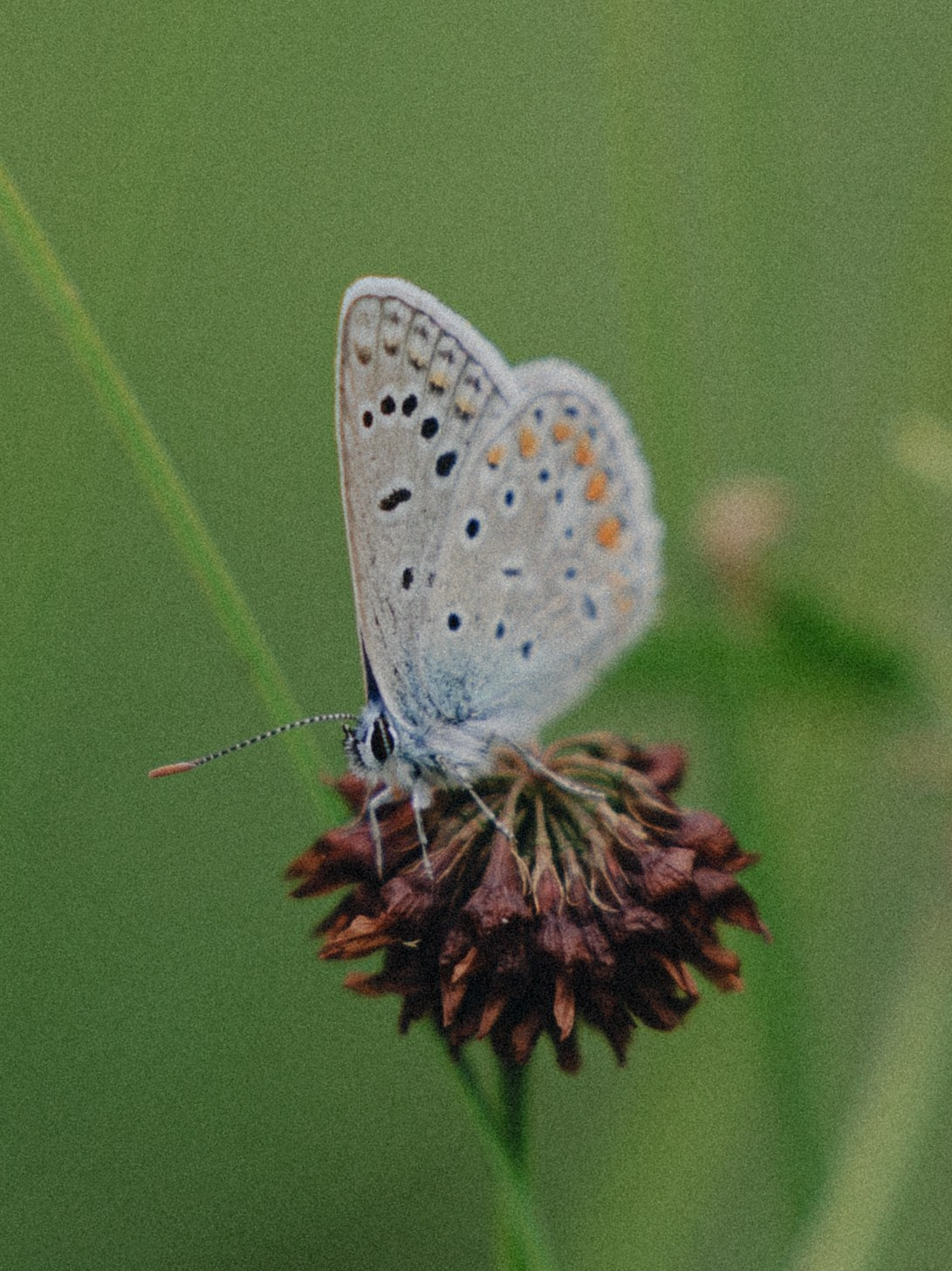 Арина и Максим. Эстетичный свадебный репортаж в любом городе страны