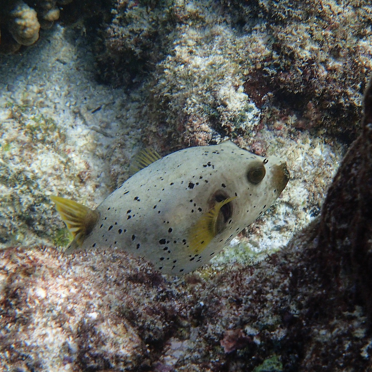 Мне посмотреть. Рыбов показываю