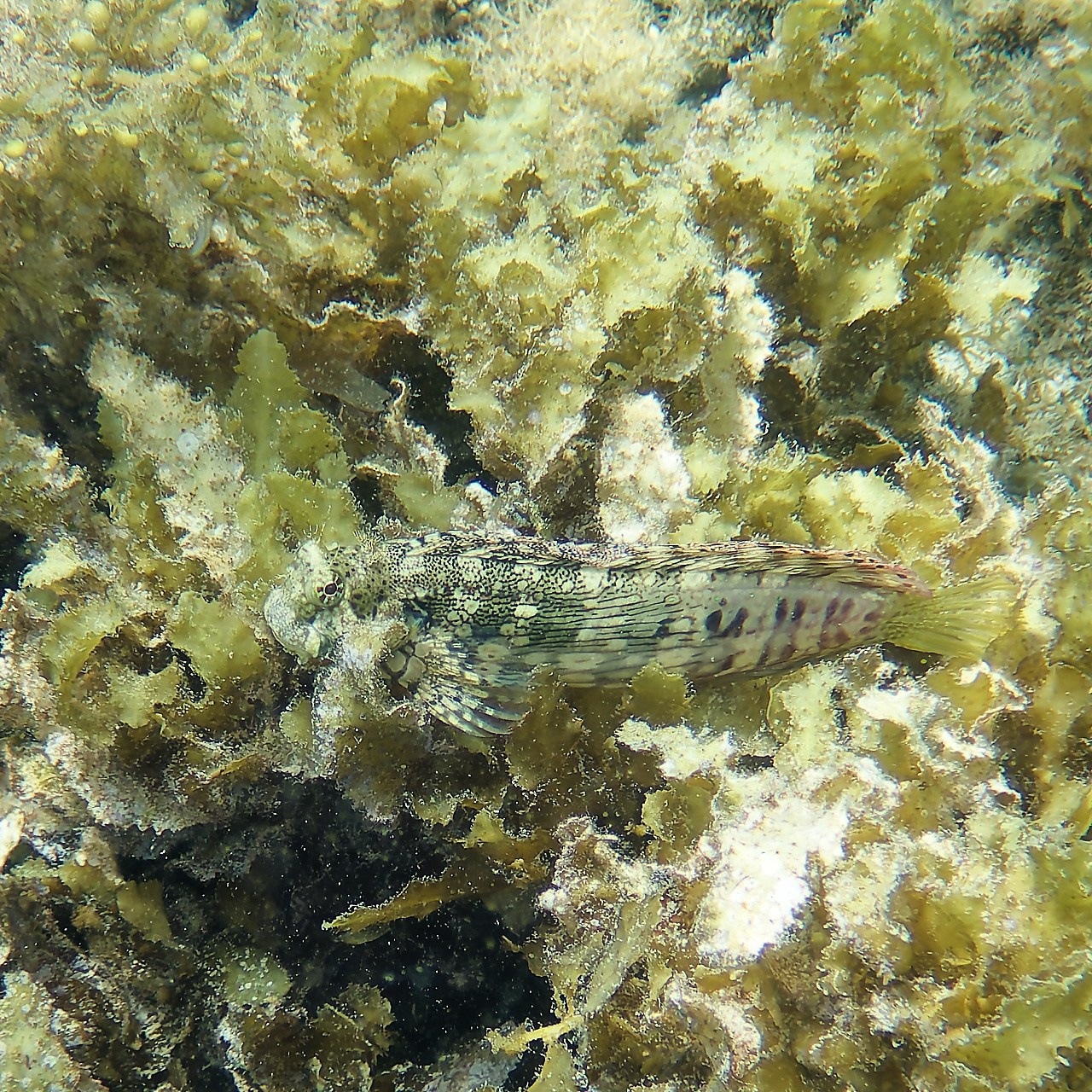 Мне посмотреть. Рыбов показываю