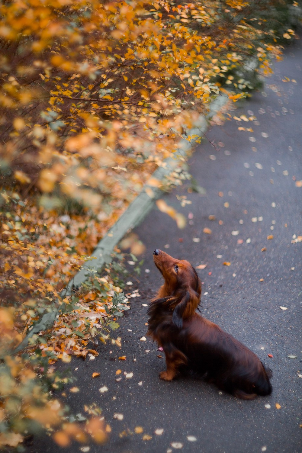 Осенний колорит. Репортажный фотограф Борис Геер