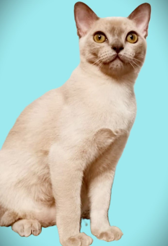 Котёнок американской бурмы. Las Burmas — питомник американской бурмы традиционных линий