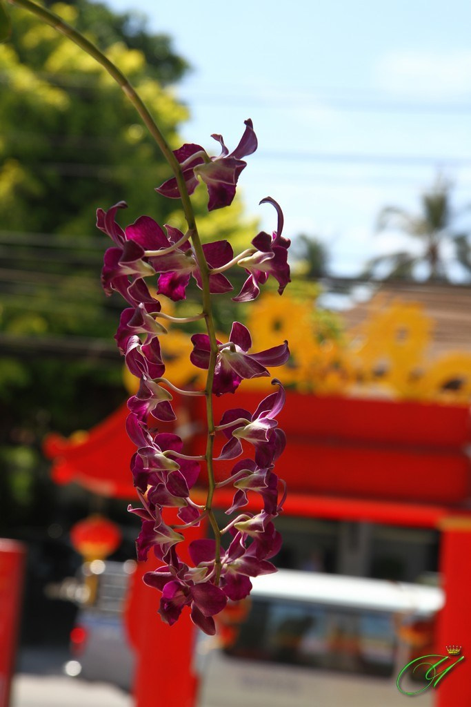 Тайланд. Пхукет 2013. Улица, люди, жизнь…