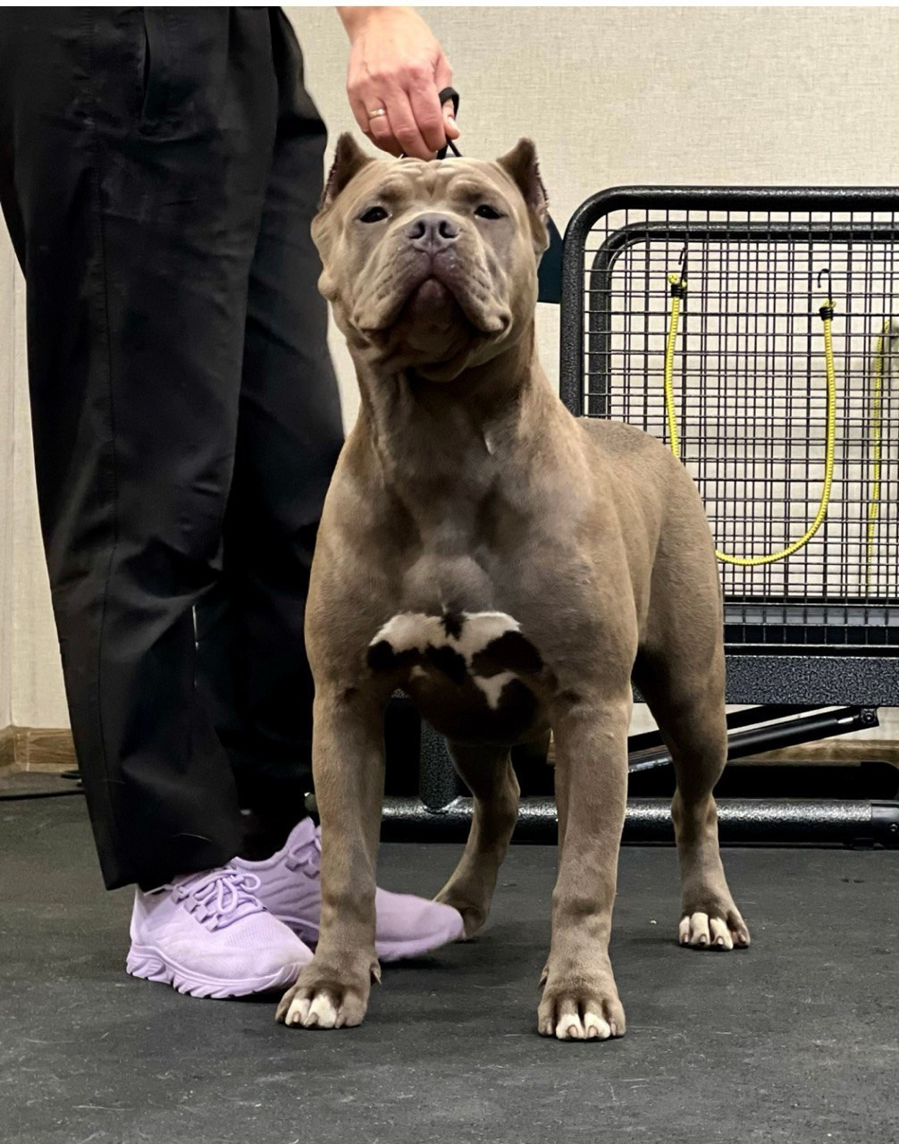UPB’s Queenie & Zeus. 16.04.24. Американские булли XL в г. Калининград. Питомник Great Bully UNIVERSE