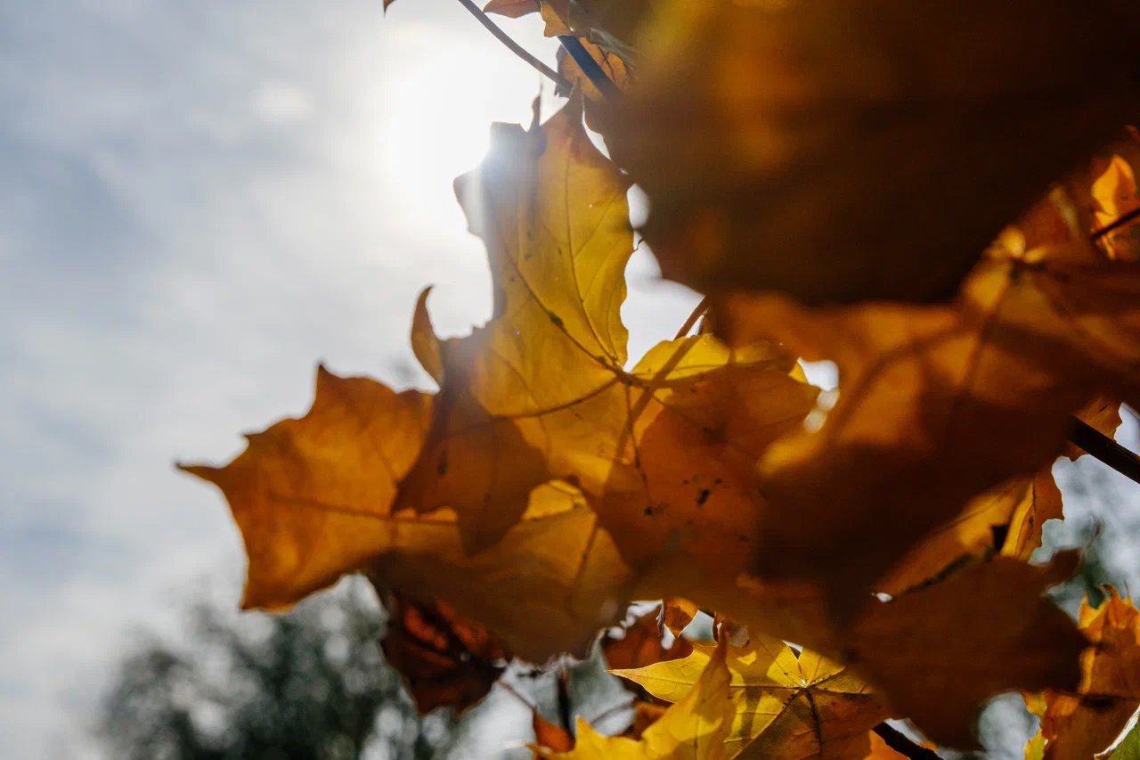 Семейные фотосессии. Фотограф Мельник Ирина. Москва