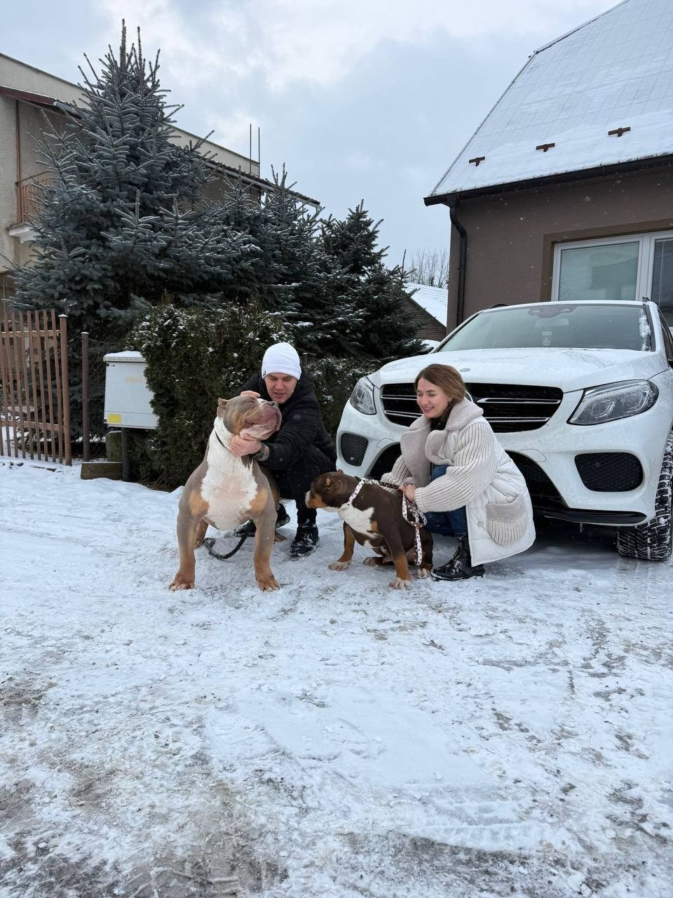 Mako’s GRANDBAR. Американские булли XL в г. Калининград. Питомник Great Bully UNIVERSE