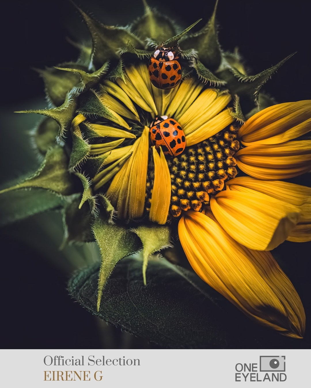 ONEEYELAND GALLERY. Eirene G |  Photoartist | Flowers from my garden