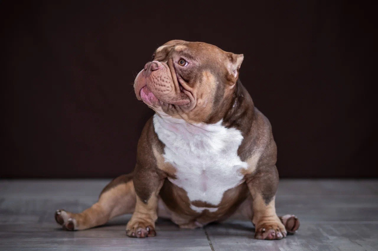 Купить Французского Бульдога Ульяновск, Купить щенка Французского бульдога Ульяновск, Питомник Французских Бульдогов Ульяновск,  Питомник Французский Бульдог Ульяновск, 