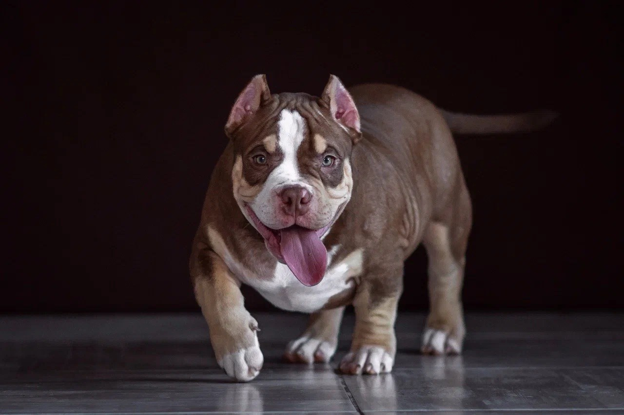 Свободные щенки Американский Булли в Иркутске. Питомник собак Иркутск