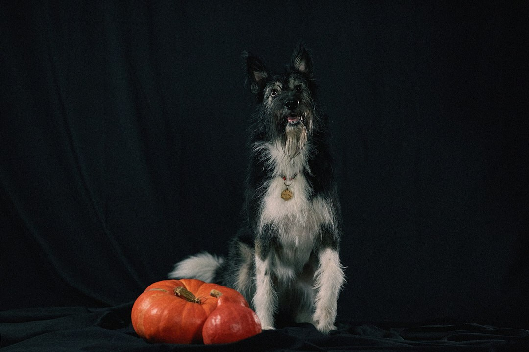Студийная съемка Пихты. Фотограф-анималист Мартынова Анастасия