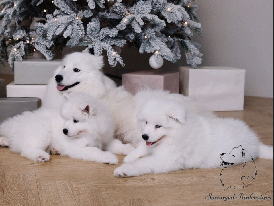 Помет «Р» 04.10.2023 д. р. Самоед Новосибирск