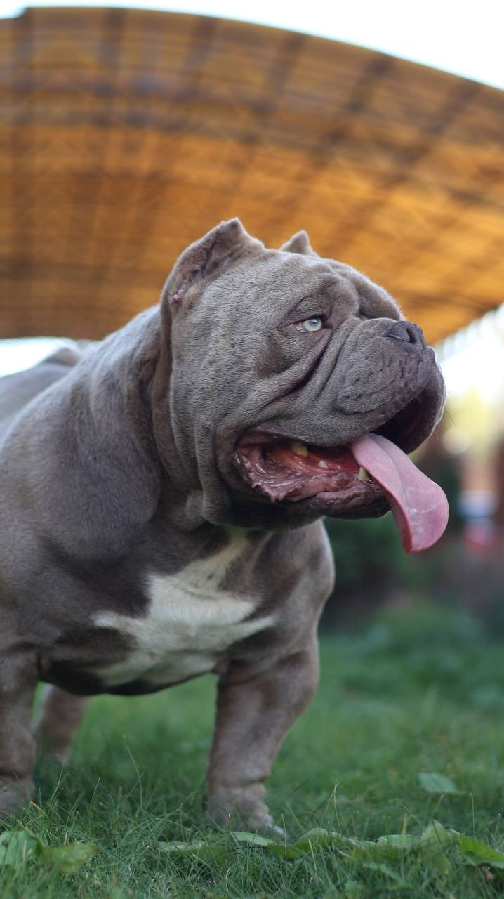 Купить Французского Бульдога Курган, Купить щенка Французского бульдога Курган, Питомник Французских Бульдогов Курган,  Питомник Французский Бульдог Курган, 