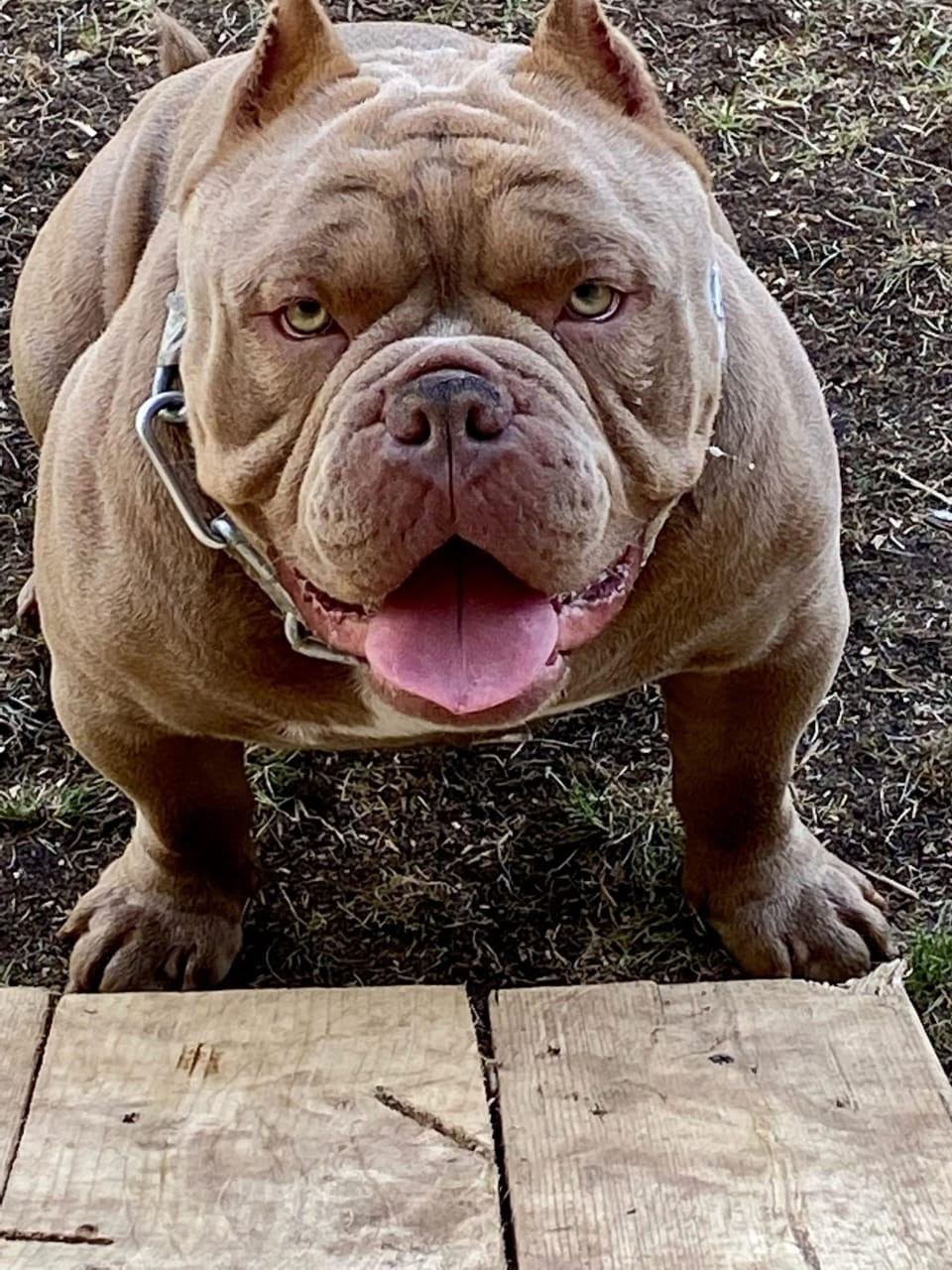 Познакомьтесь с Американским Булли в Иркутске. Питомник собак Иркутск