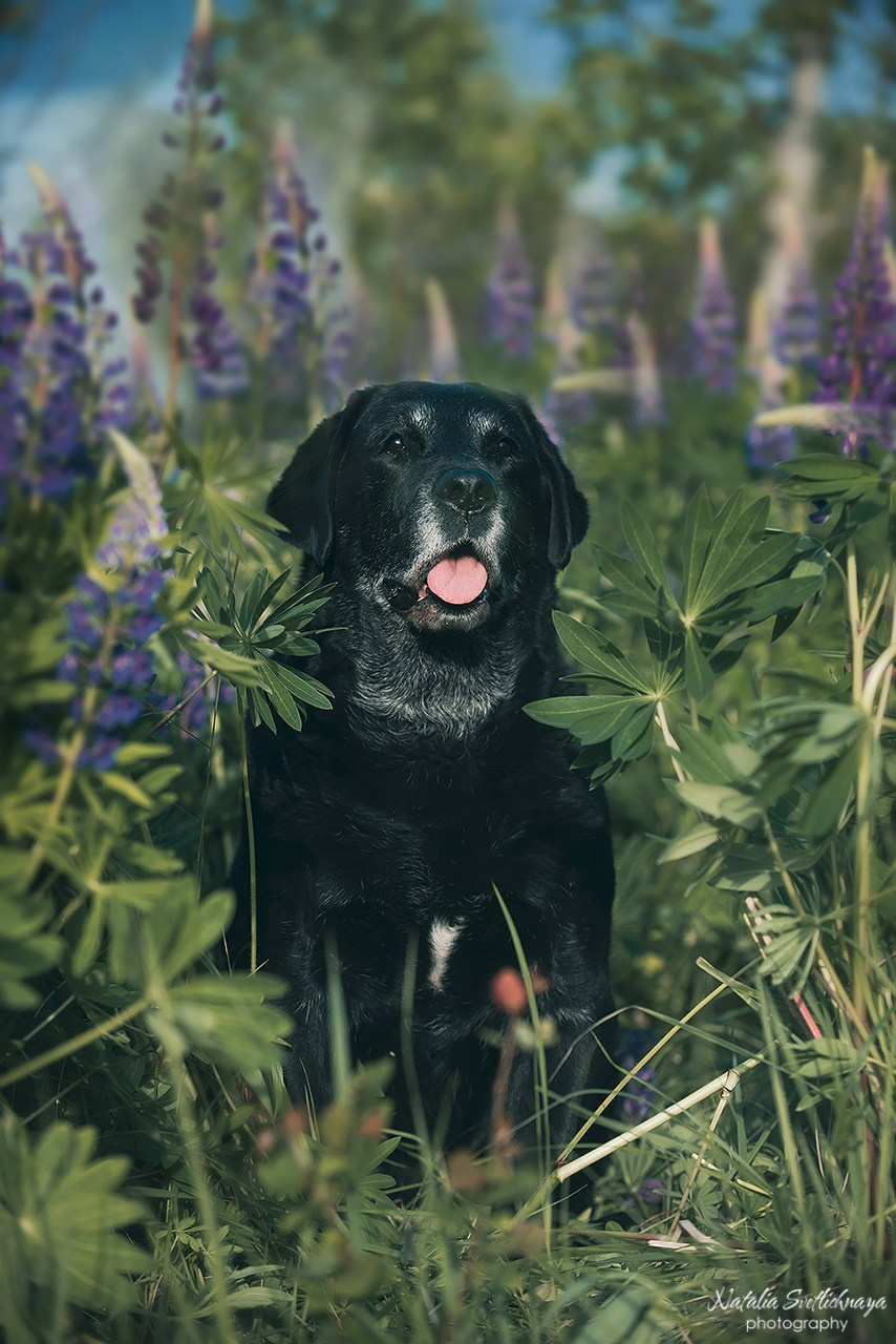 Лабрадоры в люпинах. Фотограф-анималист Наталья Светличная