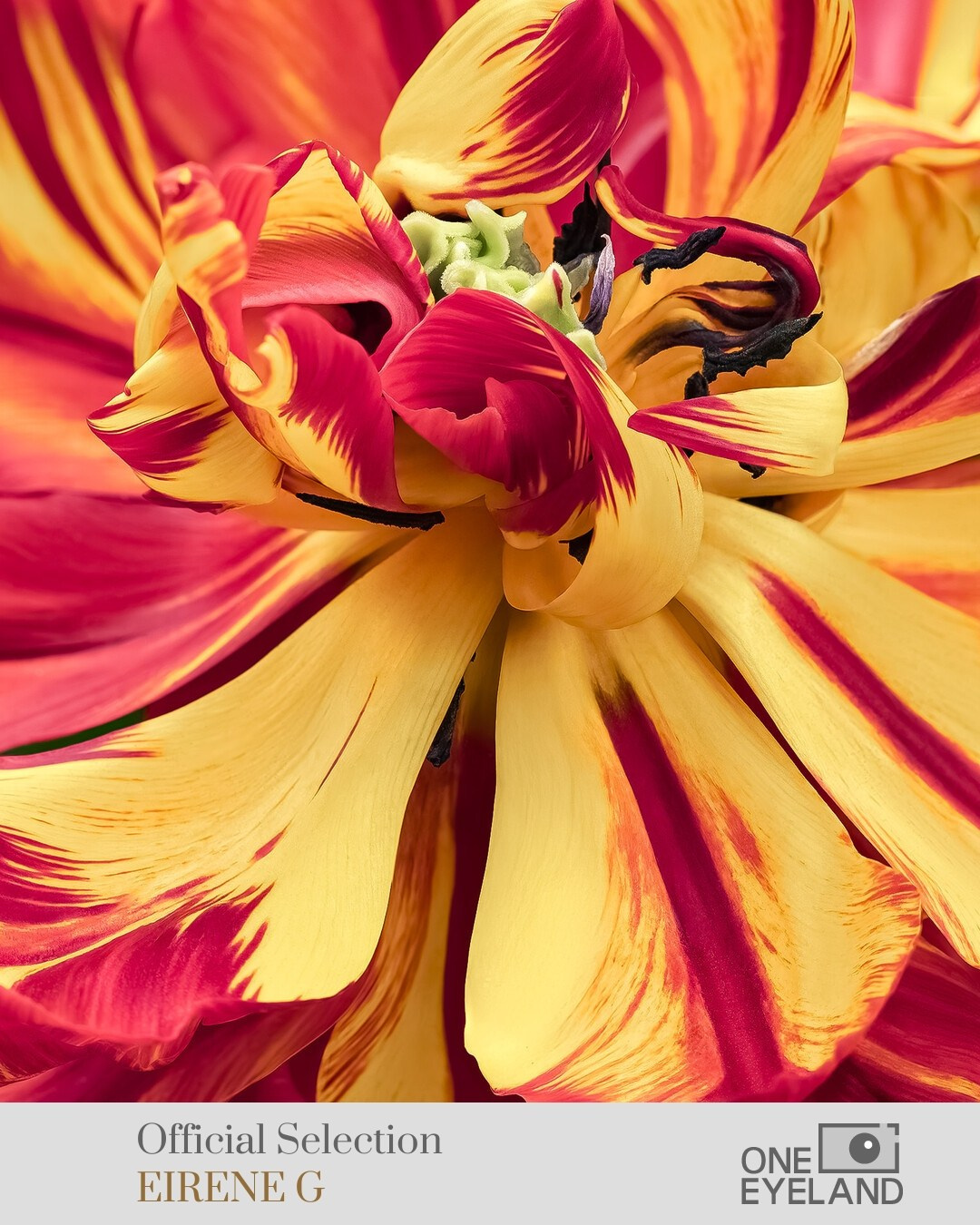 ONEEYELAND GALLERY. Eirene G |  Photoartist | Flowers from my garden