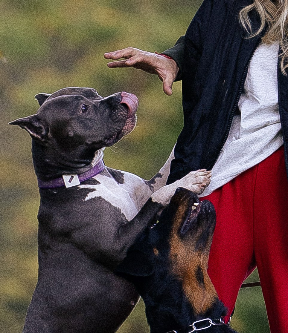 Катя, Леша, Лея и Трой. Фотограф и видеограф анималист Аганина Дарья
