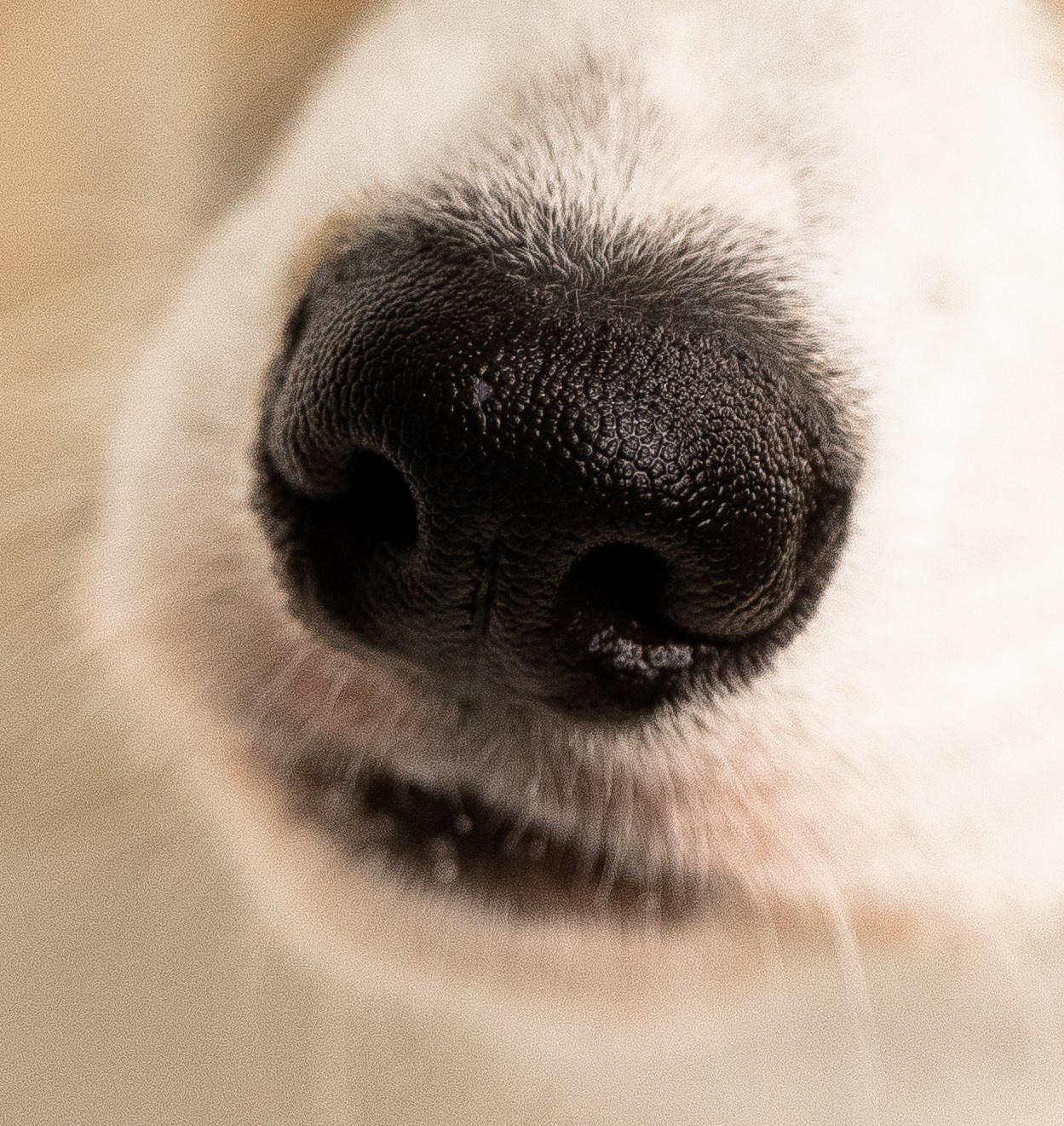 Корги. Фотограф и видеограф анималист Аганина Дарья