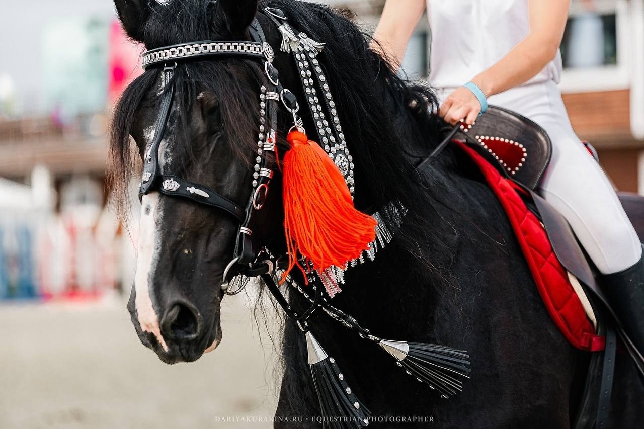 ИВАНОВО ПОЛЕ — 2024. Конный фотограф Куракина Дарья • Фотосессии с лошадьми
