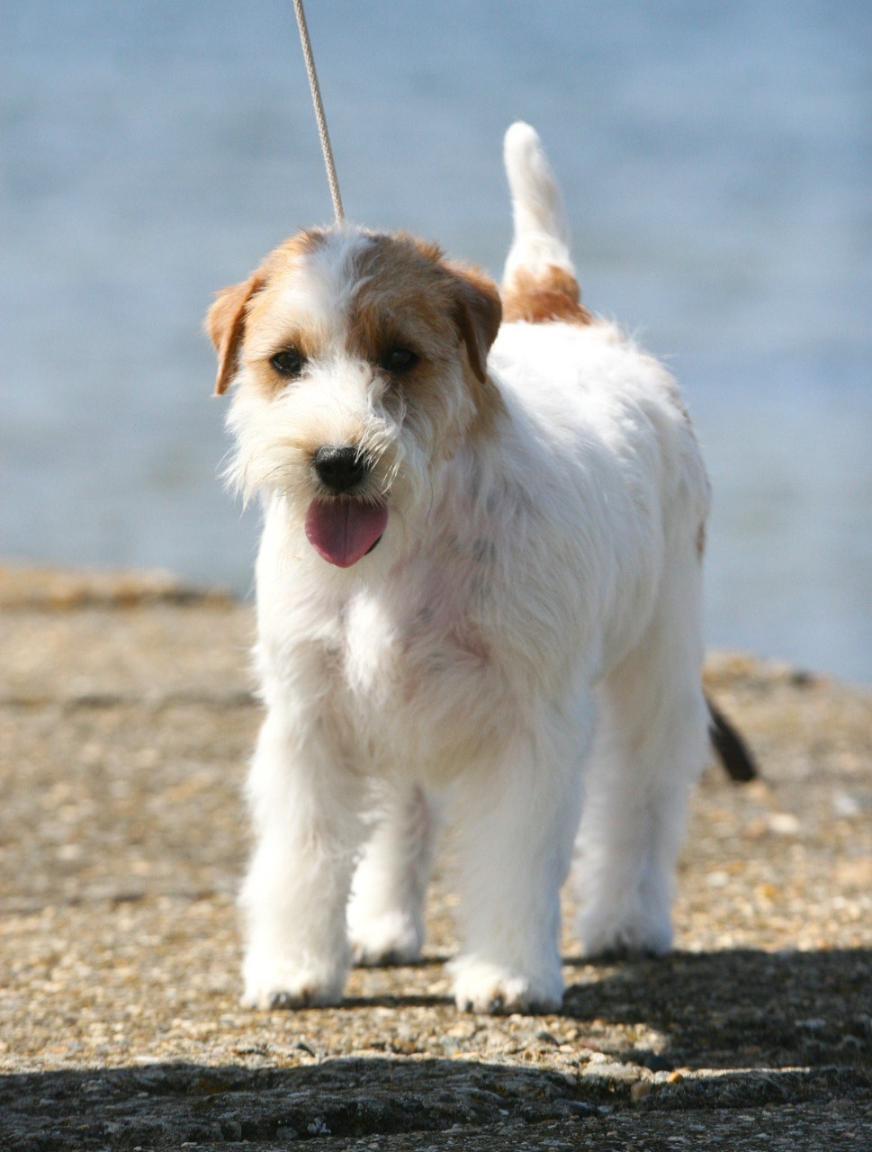 Lovely-Orange Colambina. Lovely-Orange питомник джек рассел терьеров