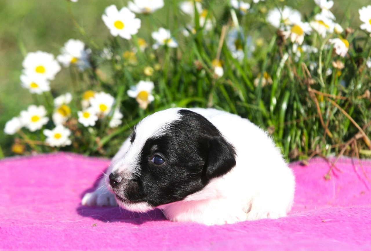 Сука 2. Lovely-Orange питомник джек рассел терьеров