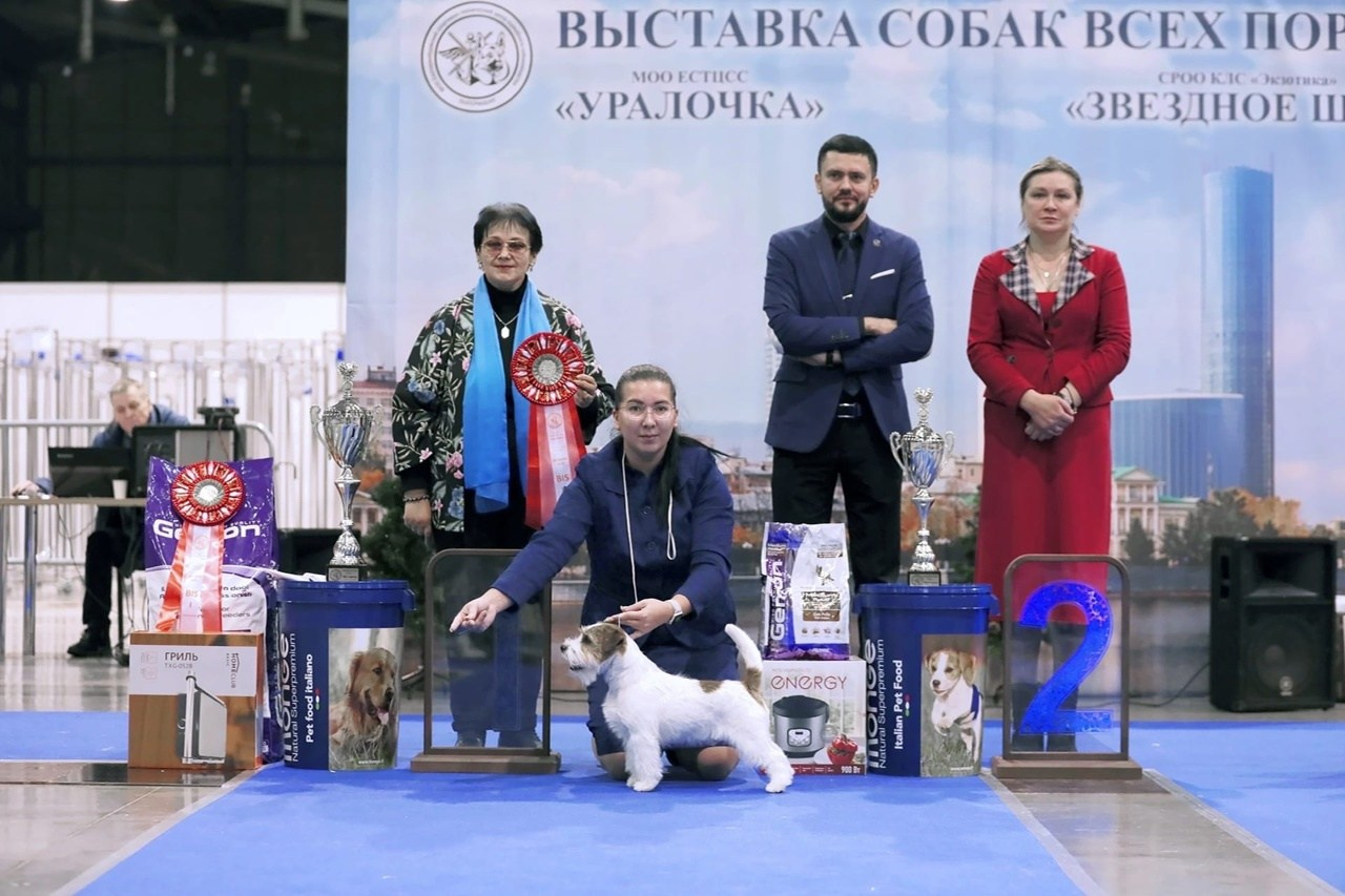 Lovely-Orange Kaizer. Lovely-Orange питомник джек рассел терьеров