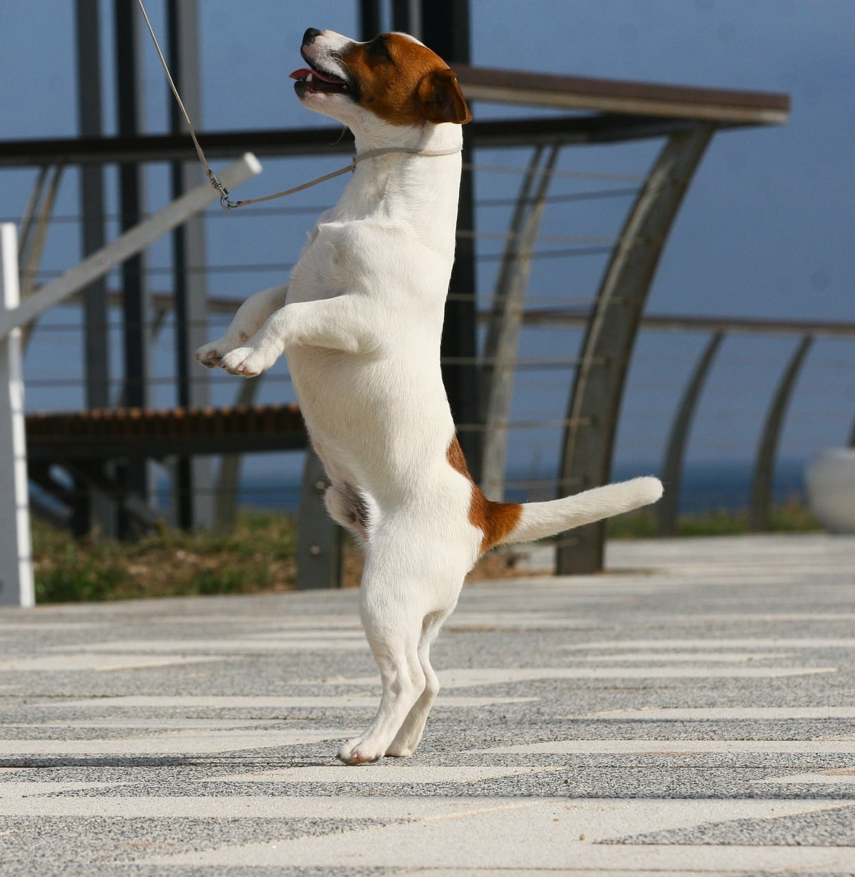 VOLNA STAR LAGERFELD LEGENDS. Lovely-Orange питомник джек рассел терьеров