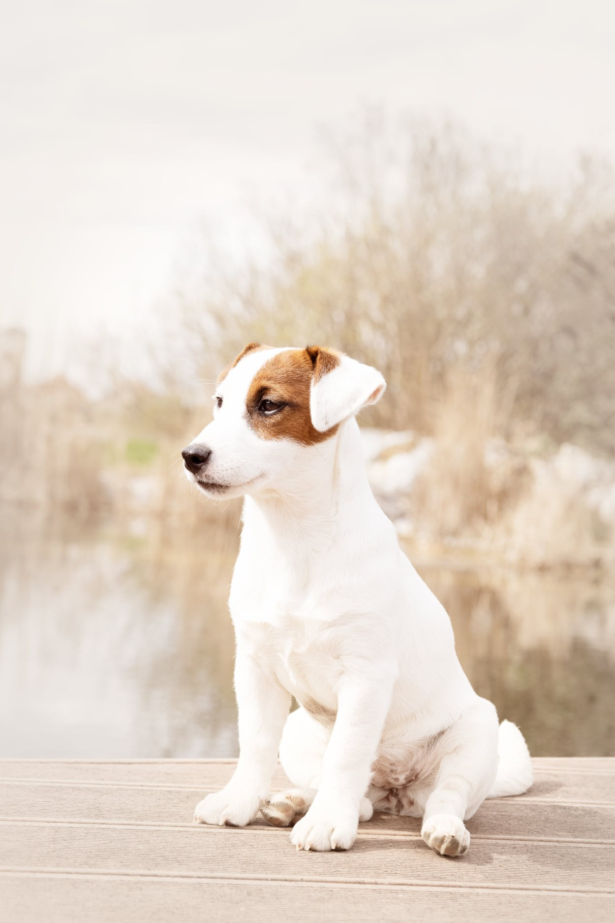 CANE MAESTRO MARSHMALLOW. CANE MAESTRO — kennel Jack Russell Terrier
