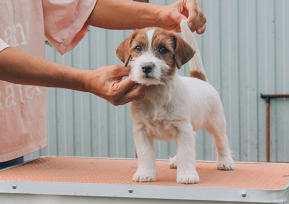 CANE MAESTRO SAYONARA. CANE MAESTRO — kennel Jack Russell Terrier