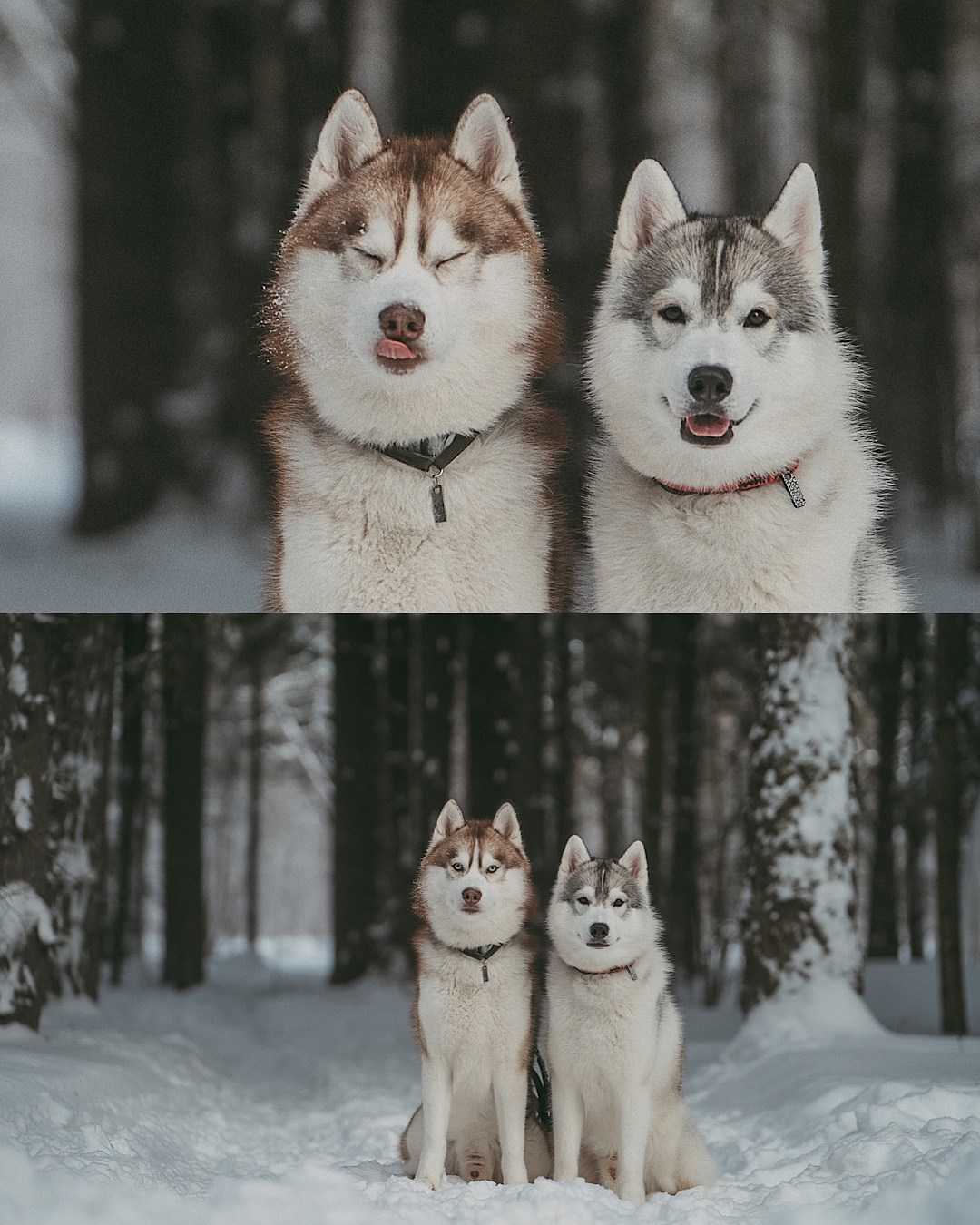 Полина, Уго и Пышка. Фотограф анималист в Москве и Санкт-Петербурге Свиридова Анна