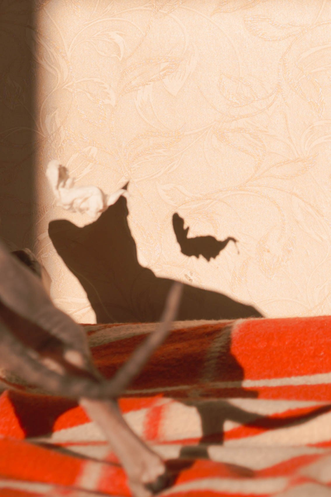 Бандит. Фотограф-анималист Ксения Воробьева, Москва