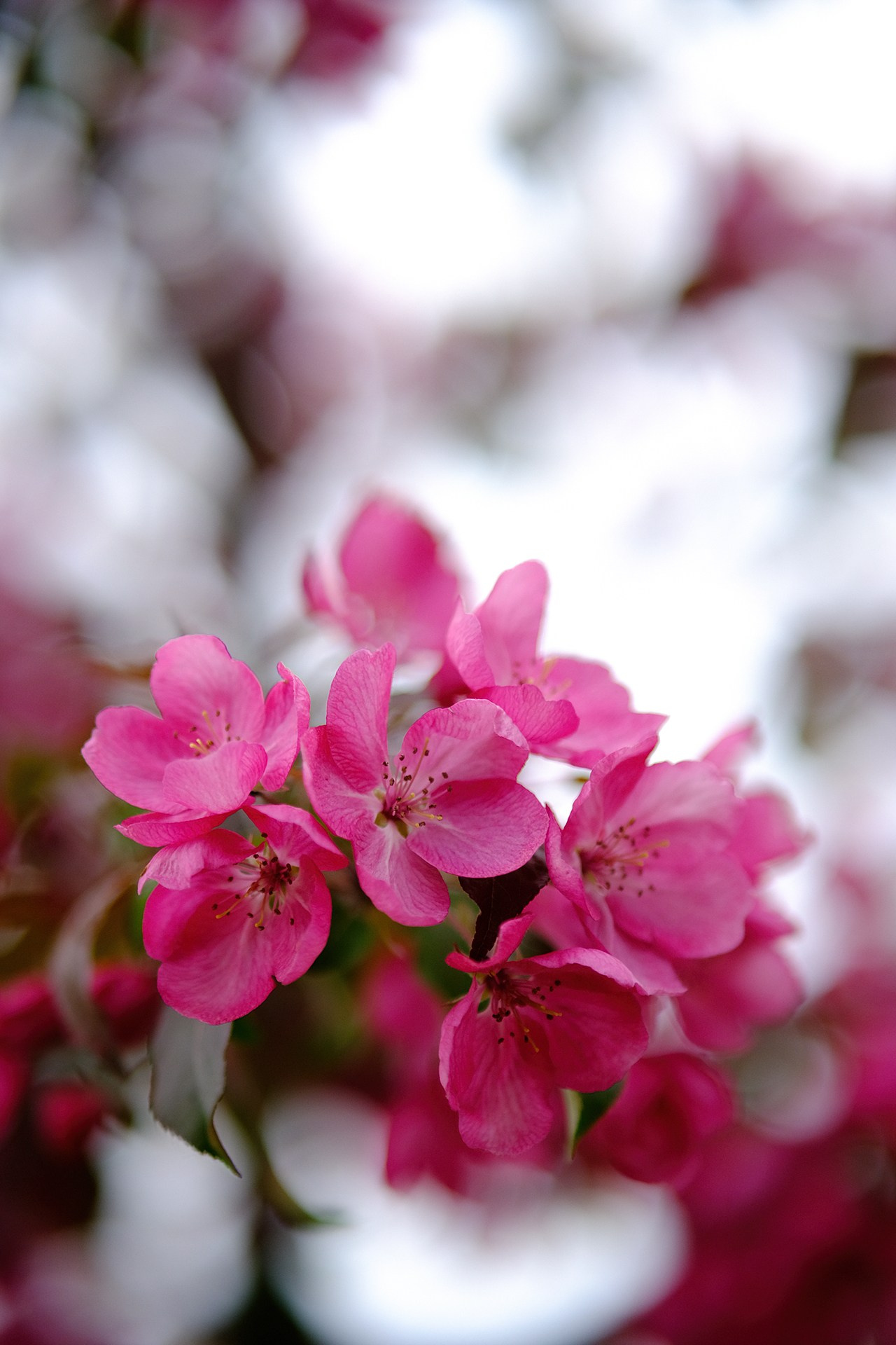 Alina. Свадебный и семейный фотограф Ксения Тараканова г. Иваново